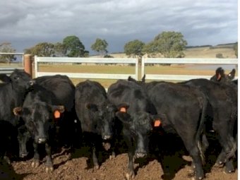 20 EU PTIC 2.5 year old Angus heifers