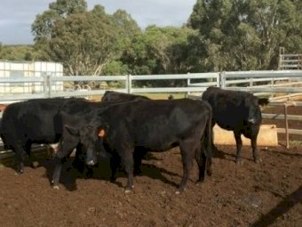 20 EU PTIC 2.5 year old Angus heifers