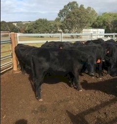 20 EU PTIC 2.5 year old Angus heifers
