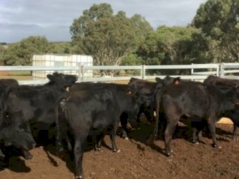 20 EU PTIC 2.5 year old Angus heifers