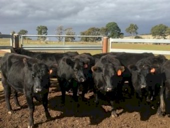 20 EU PTIC 2.5 year old Angus heifers