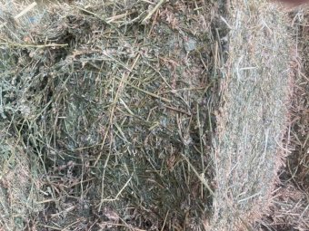 Lucerne Small Square Bales - 25kg per Bale