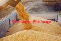 Feed Corn - Excellent Quality