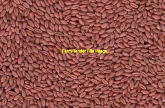 High Yielding Wheat Seed