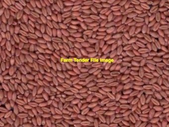 High Yielding Wheat Seed