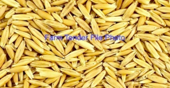 Lampton Oats (approx 10mt) Cleaned & Graded Seed