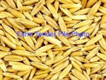 Lampton Oats (approx 10mt) Cleaned & Graded Seed