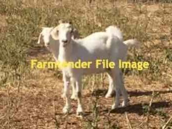 WANTED -  Full Blood Boer Goats