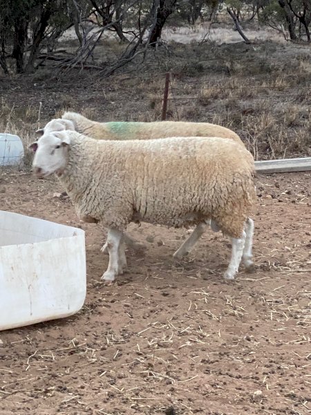 6 White Suffolk Rams