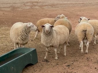 6 White Suffolk Rams