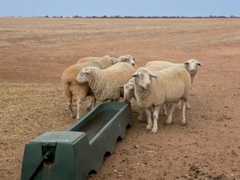 6 White Suffolk Rams