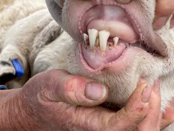 6 White Suffolk Rams