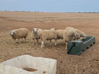 6 White Suffolk Rams
