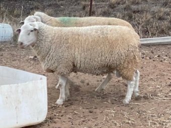 6 White Suffolk Rams