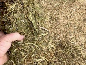100mt Vetch Hay 500kg 8x4x3 Bales