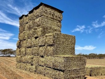 800mt Vetch/Barley Hay 600-650kg 8x4x3 Bales + Freight