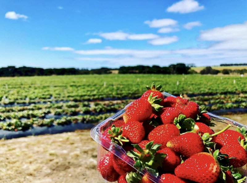 Strawberry Farm Management Share farm opportunity