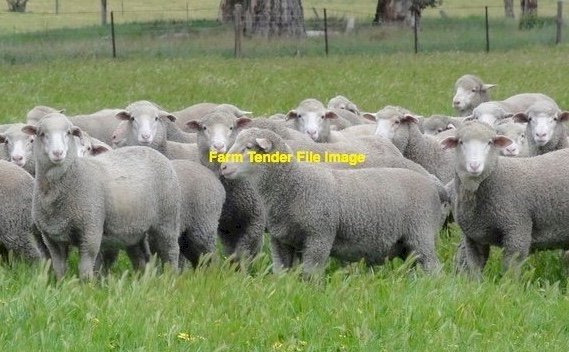 WANTED Sheep Agistment