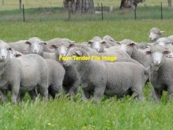 WANTED Sheep Agistment