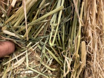 20mt Ryegrass Clover Hay 8x4x3 Bales