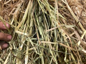 20mt Ryegrass Clover Hay 8x4x3 Bales