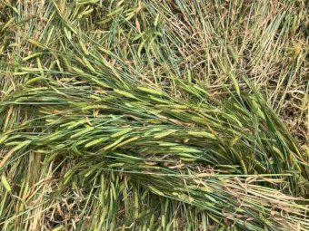 Barley & Ryegrass Hay 5x4 Rolls