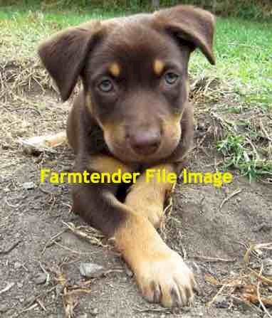 Pure Bred Kelpie Pup