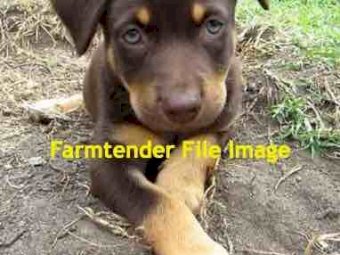 Pure Bred Kelpie Pup