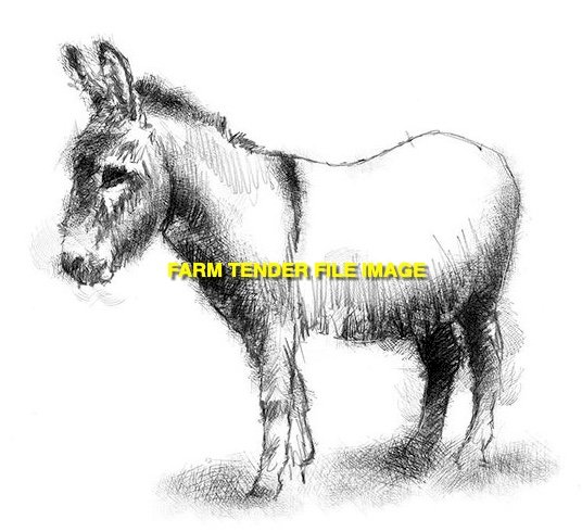 40 x Black Angus Bulls