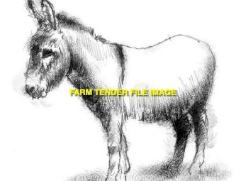 40 x Black Angus Bulls