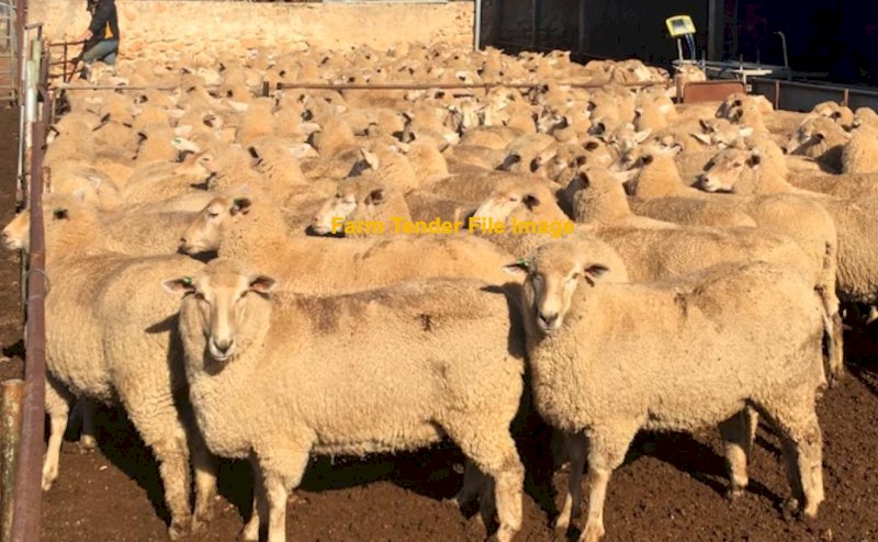 WANTED Dry or Wet First Cross Ewes