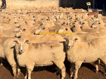 WANTED Dry or Wet First Cross Ewes