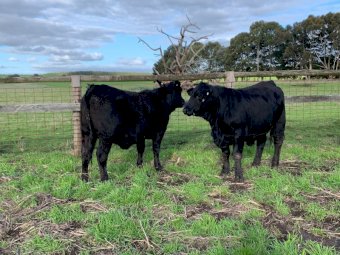 9 x Ultrablack Heifers PTIC to Angus Bull