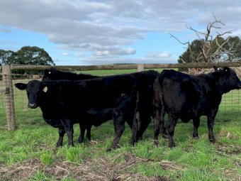 9 x Ultrablack Heifers PTIC to Angus Bull