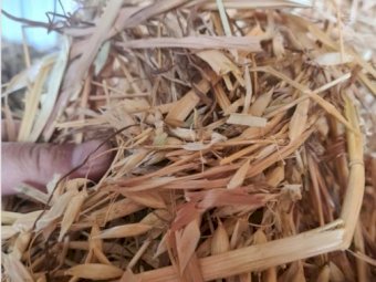 600 x Oaten Hay in Bale Baron packs of 21