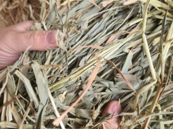 1800 x Wheaten Hay in Bale Baron packs of 21