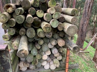 Assorted Pine Posts