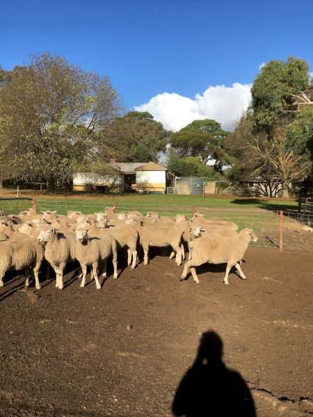 61 Composite Ewe Lambs SIL to Southdown