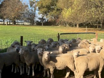 61 Composite Ewe Lambs SIL to Southdown