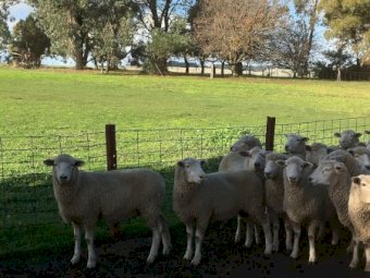 61 Composite Ewe Lambs SIL to Southdown