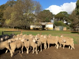 61 Composite Ewe Lambs SIL to Southdown