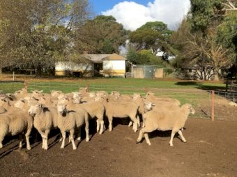 61 Composite Ewe Lambs SIL to Southdown