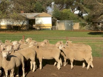 61 Composite Ewe Lambs SIL to Southdown