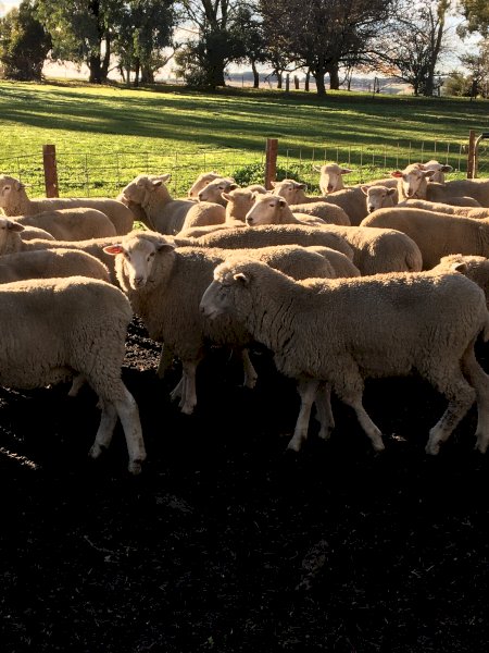 82 Border Leicester Merino Ewe Lambs SIL