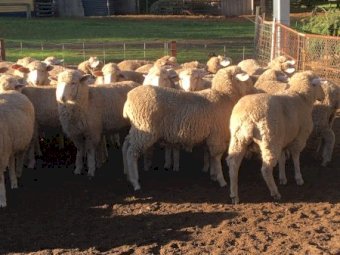82 Border Leicester Merino Ewe Lambs SIL