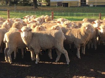 82 Border Leicester Merino Ewe Lambs SIL
