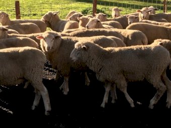 82 Border Leicester Merino Ewe Lambs SIL
