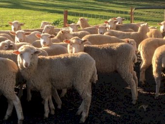 82 Border Leicester Merino Ewe Lambs SIL