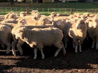 82 Border Leicester Merino Ewe Lambs SIL