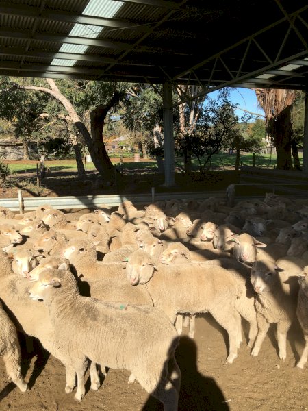 102 First Cross Ewe Lambs SIL to Southdown Rams